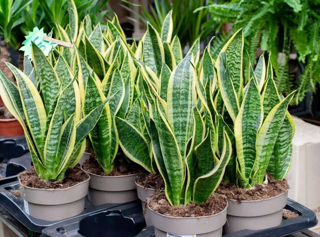 Are Snake Plants Toxic ? 11 Useful Facts About Toxic