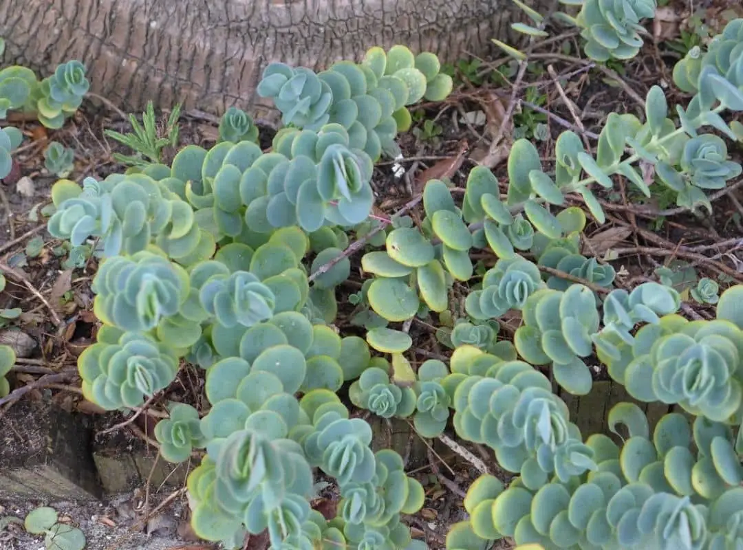 Kalanchoe Marnieriana Care Ultimate Guide To Proper Care Succulent