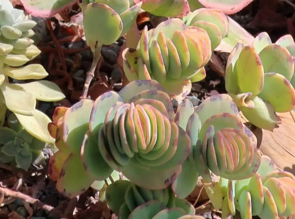 Kalanchoe Marnieriana Care 