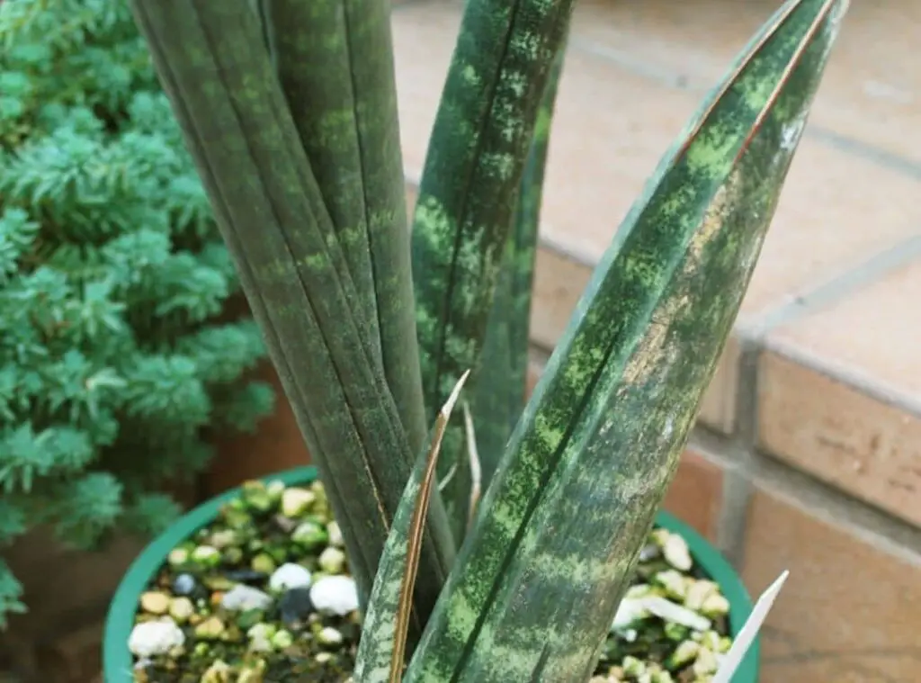 Sansevieria fischeri 