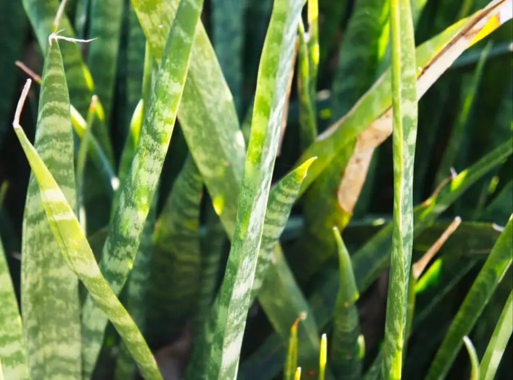 Snake Plant Leaves