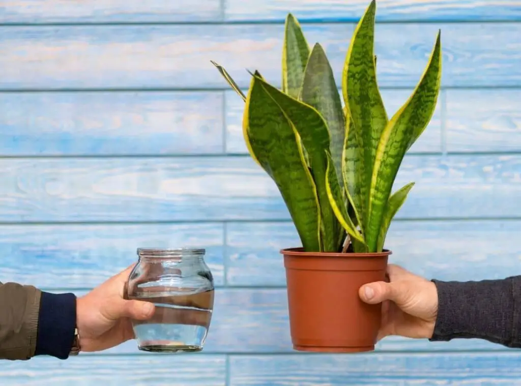 Snake Plant Leaves Falling