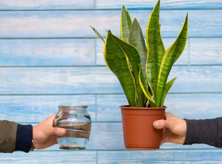 Why Are Snake Plant Leaves Falling Over? With 4 Important Solutions