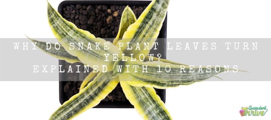 Snake Plant Leaves Turn Yellow