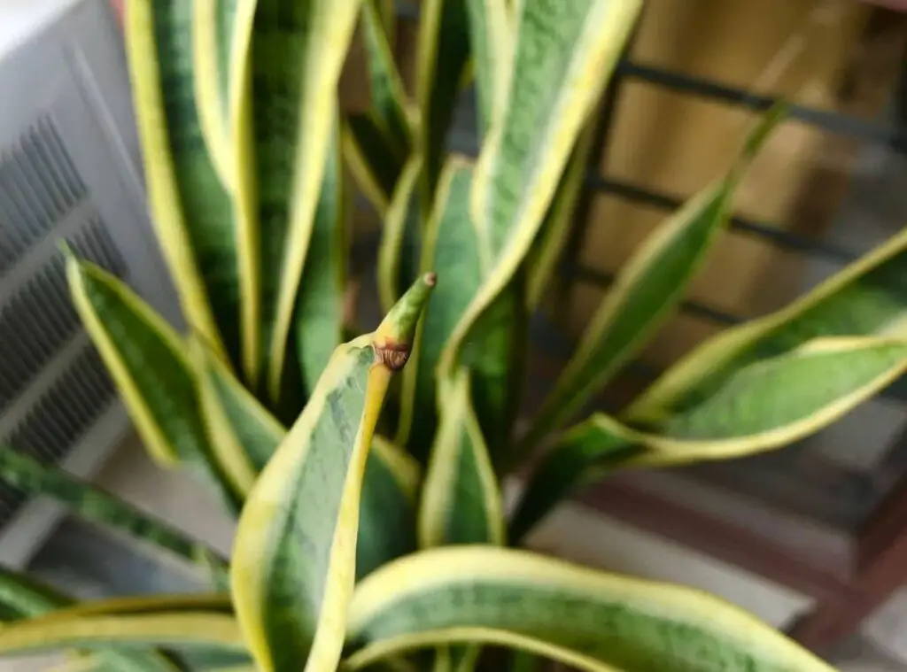 Snake Plant Leaves Turn Yellow