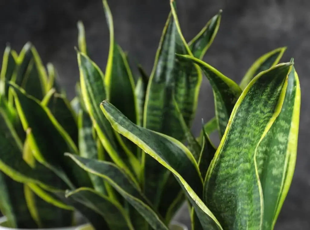 Snake Plant Leaves curling