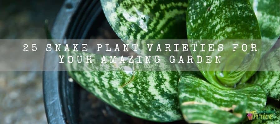 Snake plant varieties