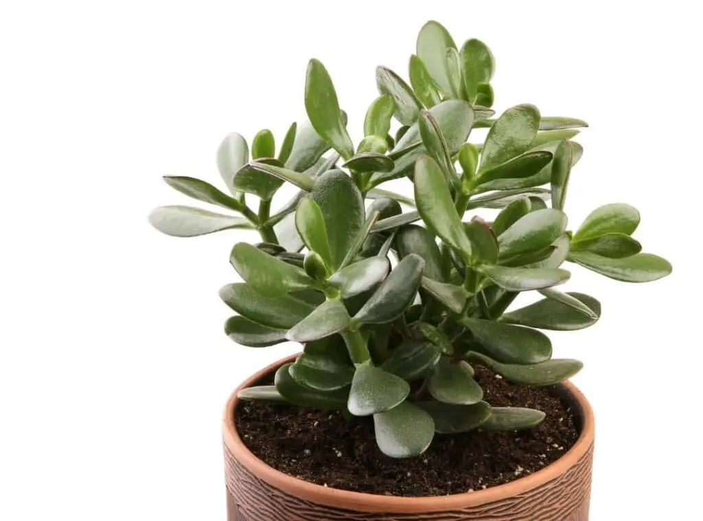 crassula ovata