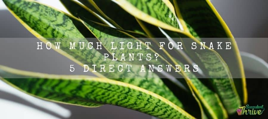 light for snake plants