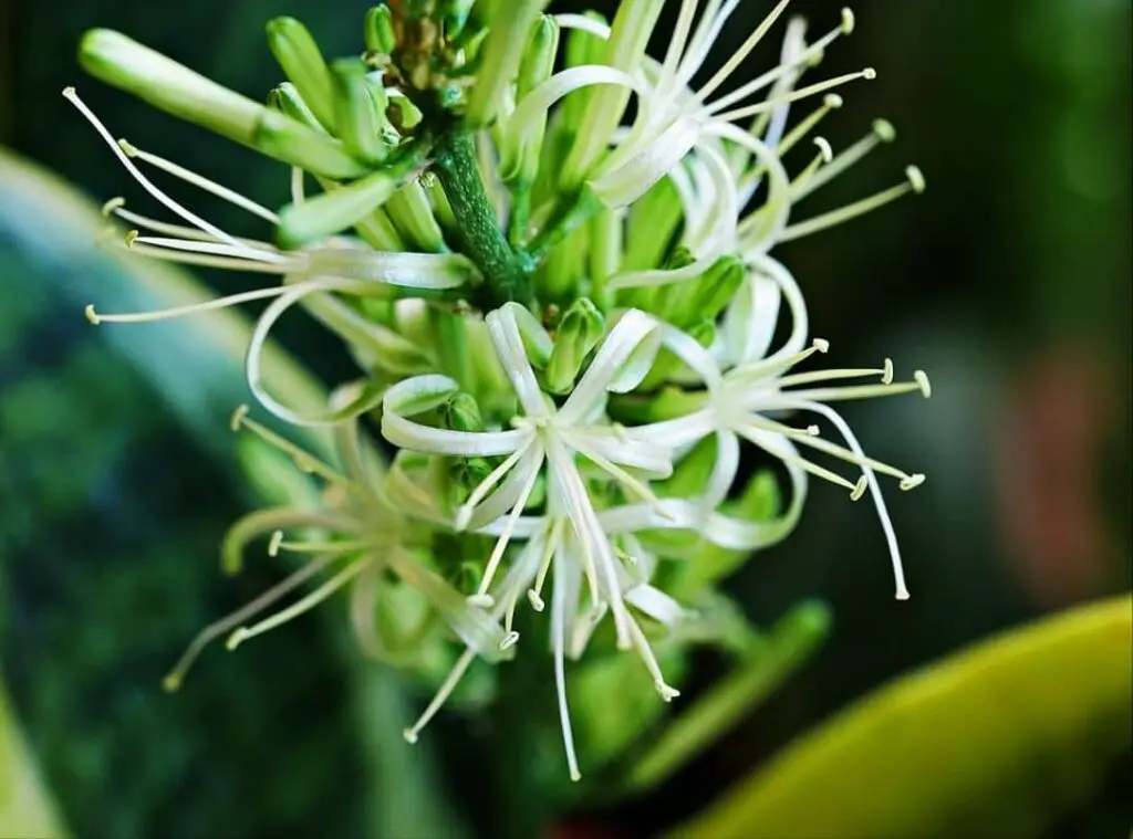 snake plant flowering2 1