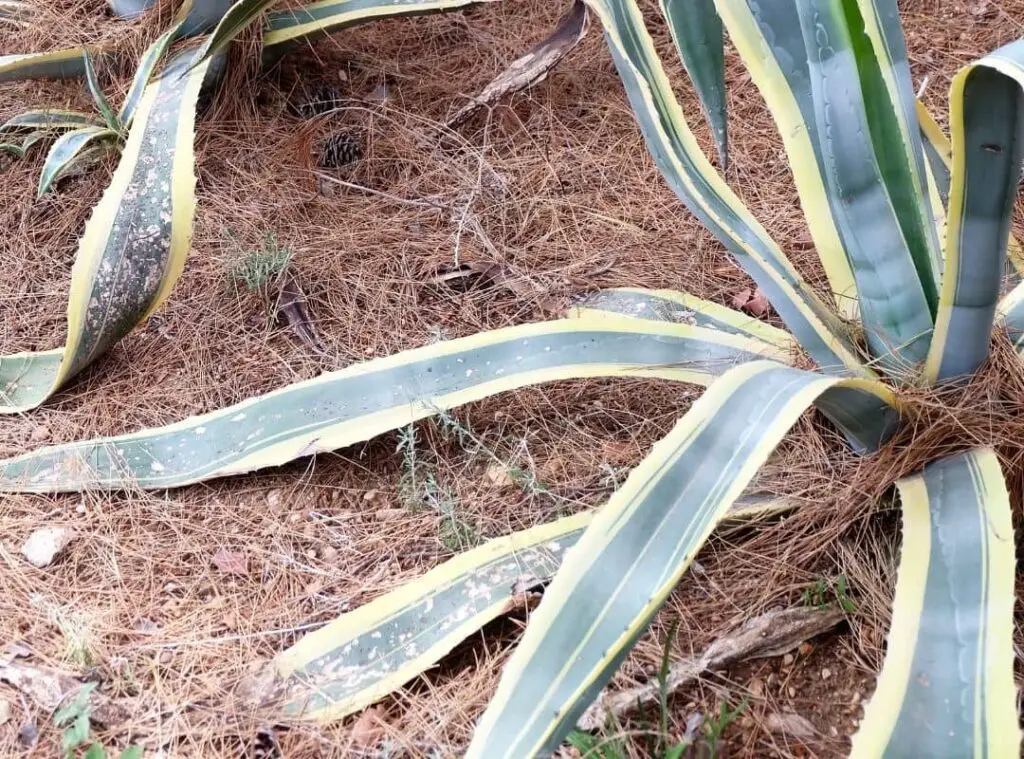 snake plant soil