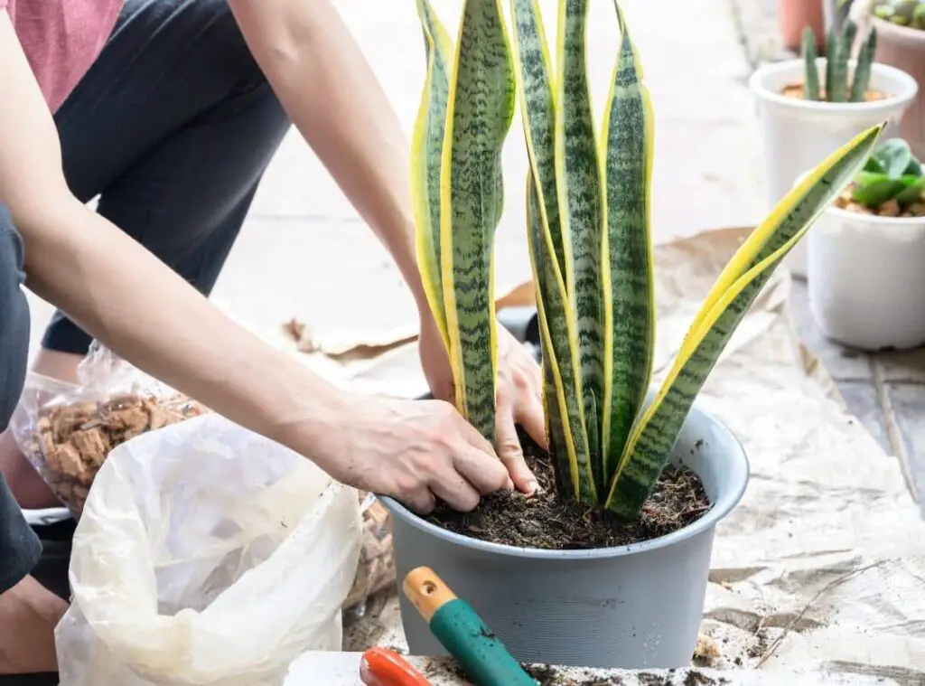 snake plant soil