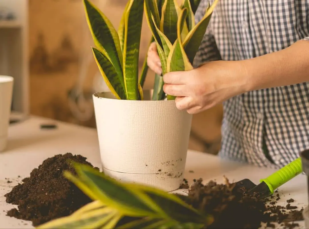 6 Informative Facts About Snake Plant Soil With Details