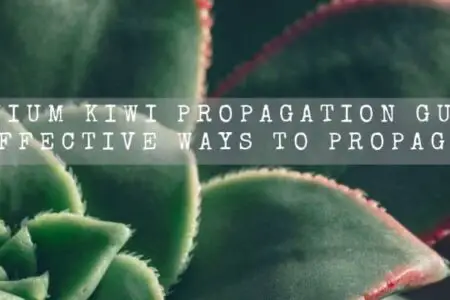 Aeonium Kiwi Propagation Guide | 5 Effective Ways To Propagate |