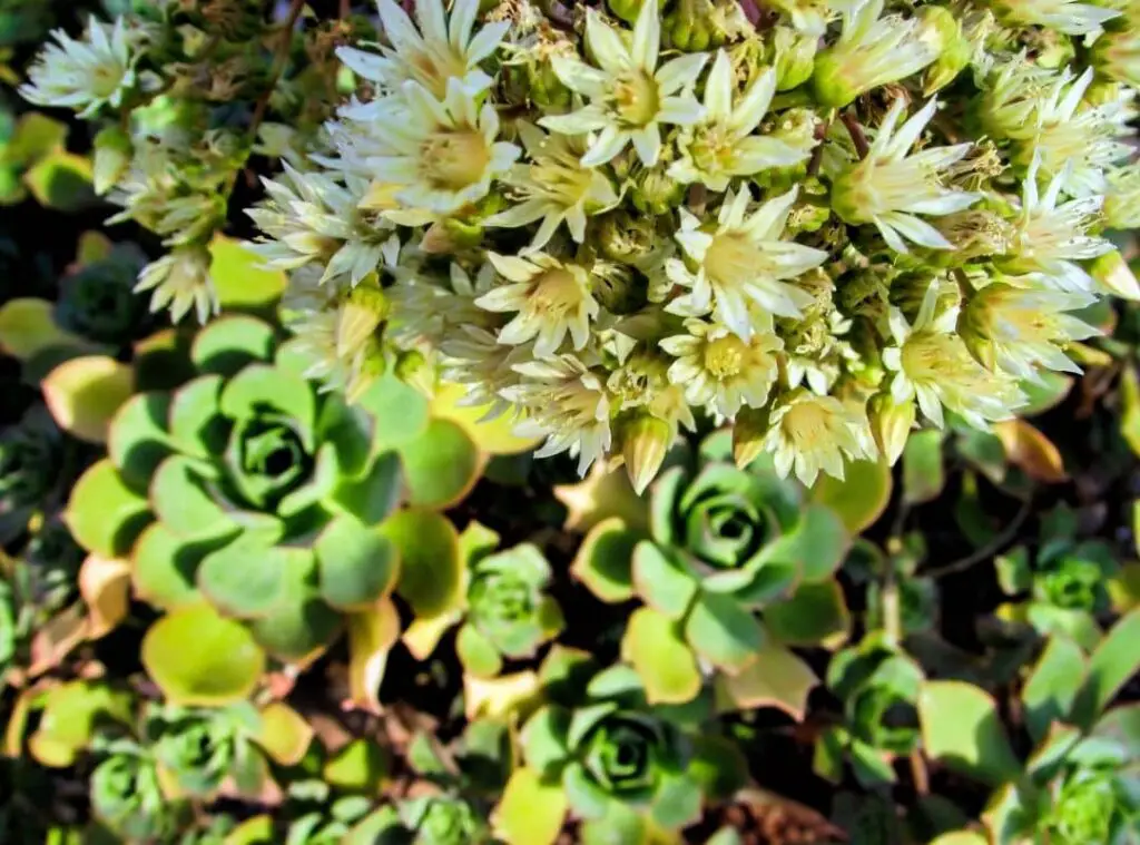 aeonium kiwi flower