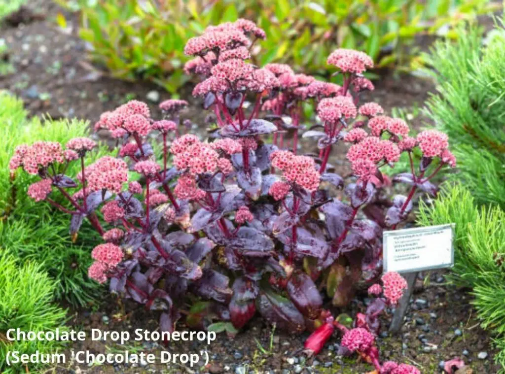 Chocolate Drop Stonecrop