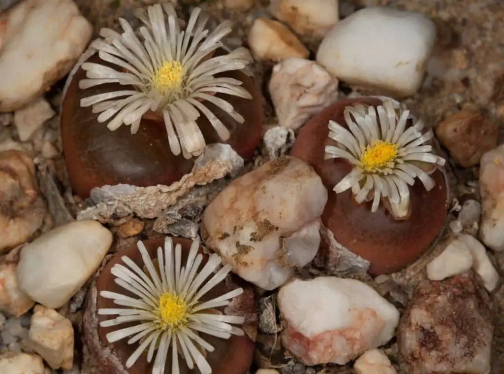 Conophytum Maughanii 