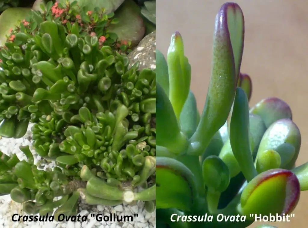 Crassula Ovata Hobbit vs Gollum 3 1