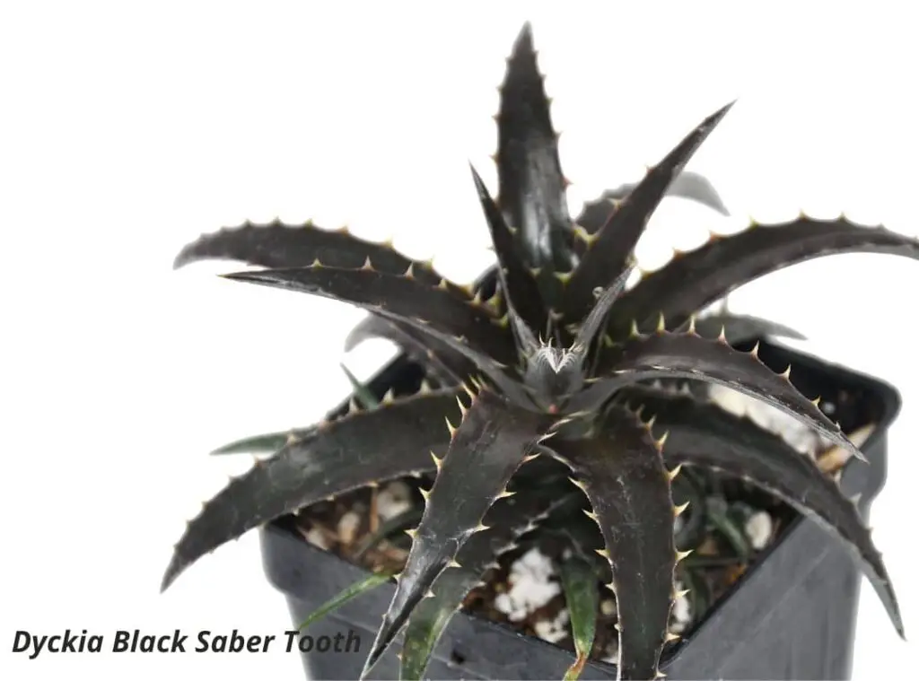 Dyckia Black Saber Tooth