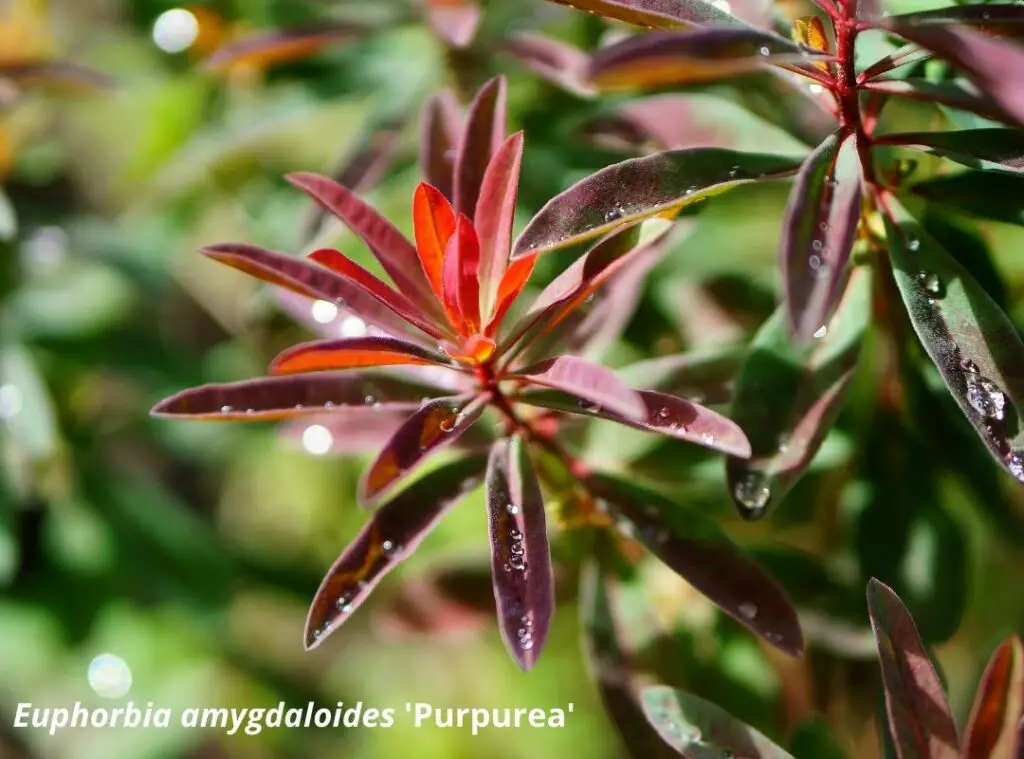 Euphorbia amygdaloides 'Purpurea'