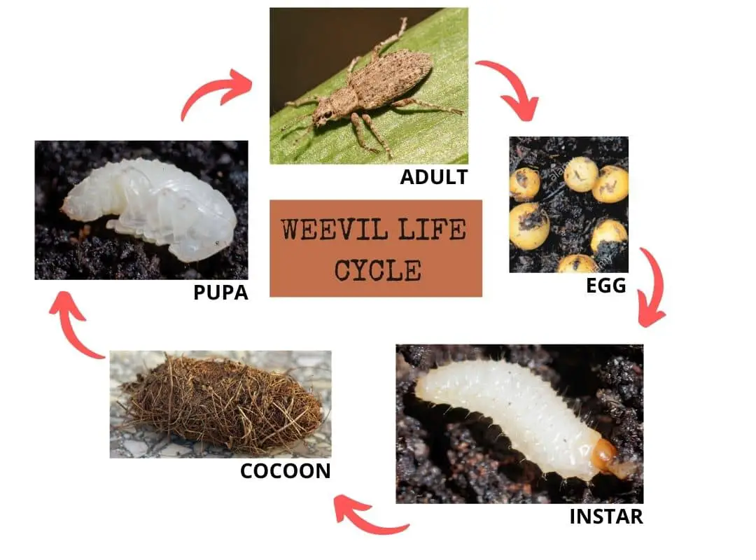How Do I Get Rid Of Weevils In My Soil? 9 Effective Ways Succulent