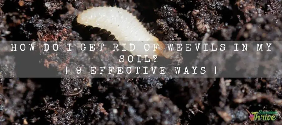 Get Rid Of Weevils
