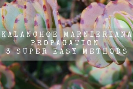 Kalanchoe Marnieriana Propagation | 3 Super Easy Methods |