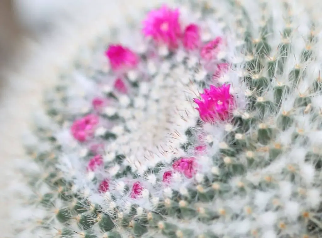 Mammillaria albilanata 2 1