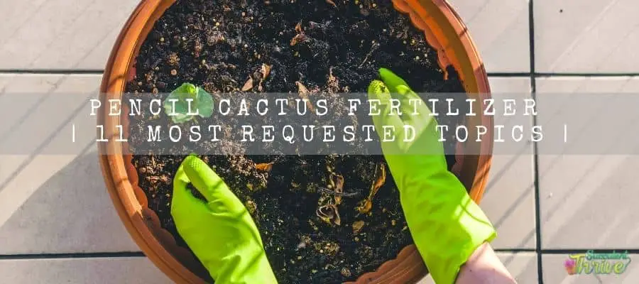 Pencil Cactus fertilizer