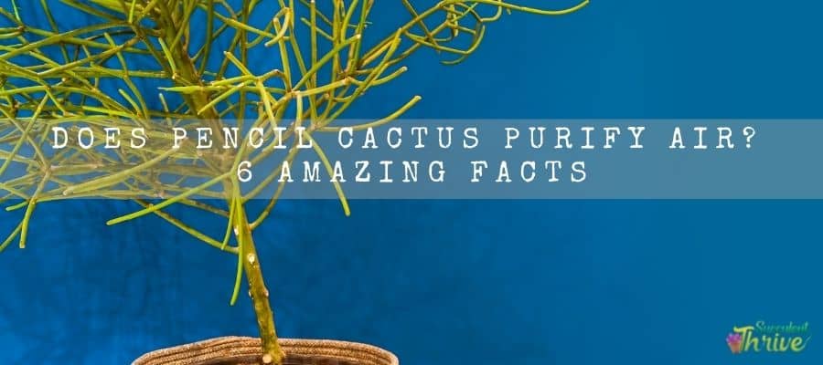 Pencil Cactus purify air