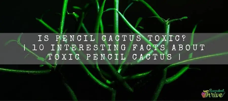 Pencil Cactus toxic