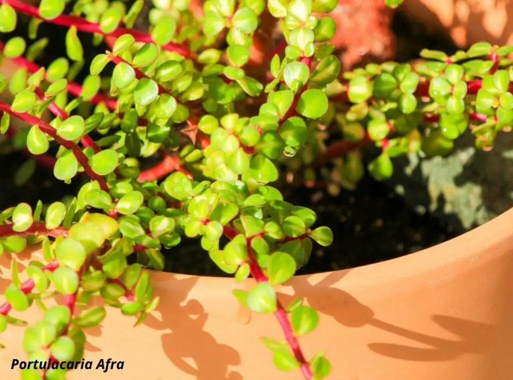 Portulacaria Afra