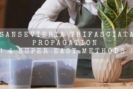 Sansevieria Trifasciata Propagation | 4 Super Easy Methods |