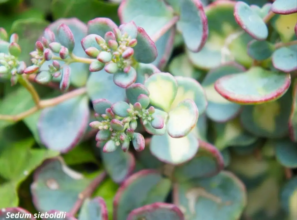 Sedum Sieboldii