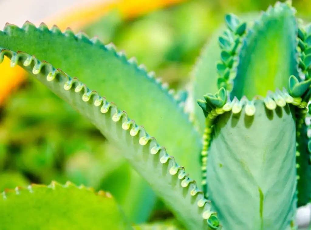 Weeds That Look Like Succulents