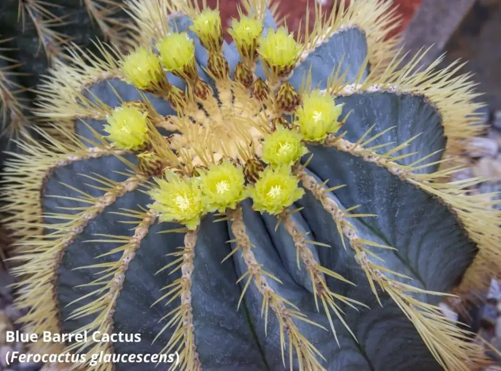 black succulents 1 1