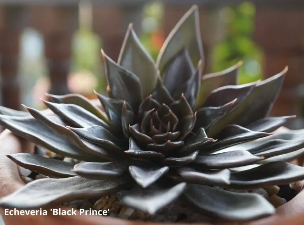 black succulents 5 1