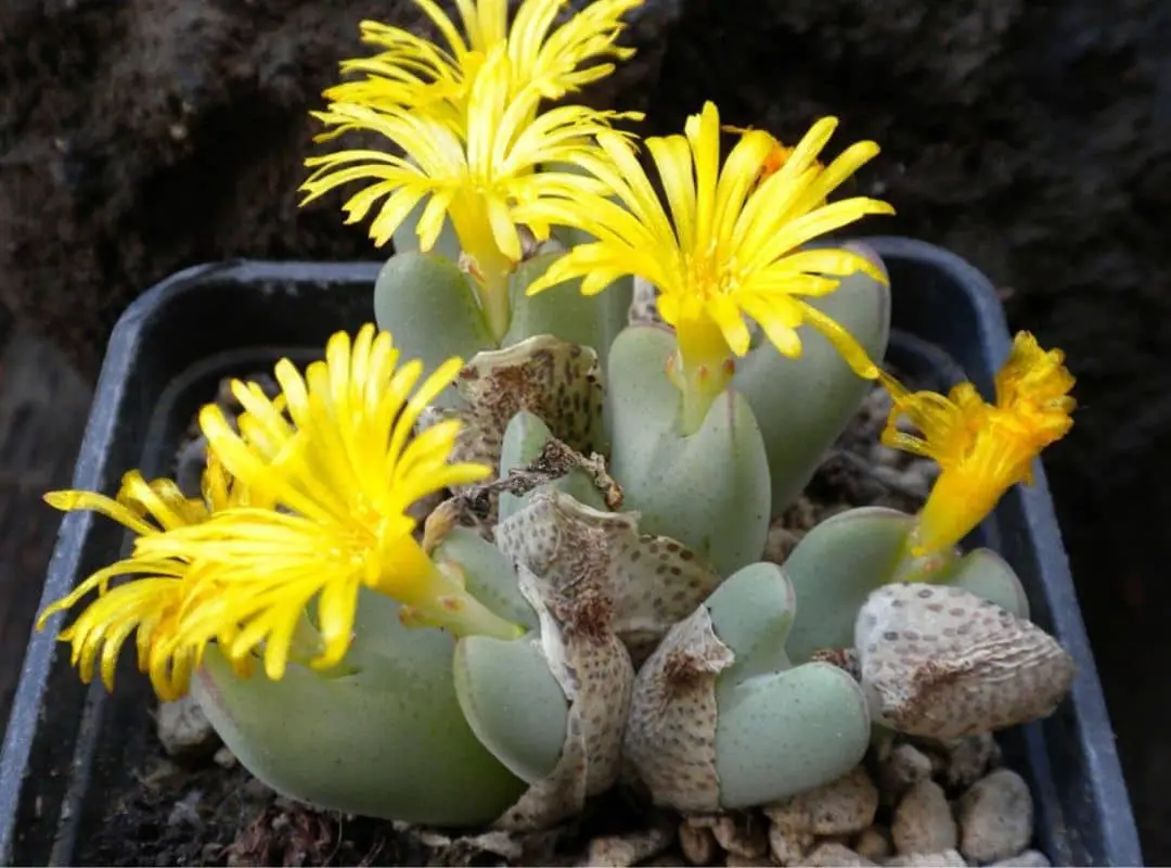 17 Conophytum Bilobum (living Pebble) Care Secrets For You | Succulent ...