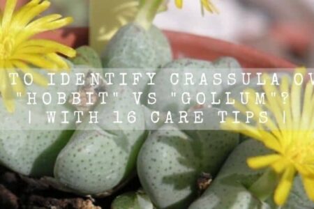 17 Conophytum Bilobum (living pebble) Care Secrets For You
