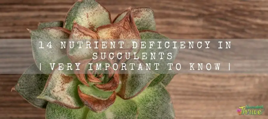 nutrient deficiency in succulents