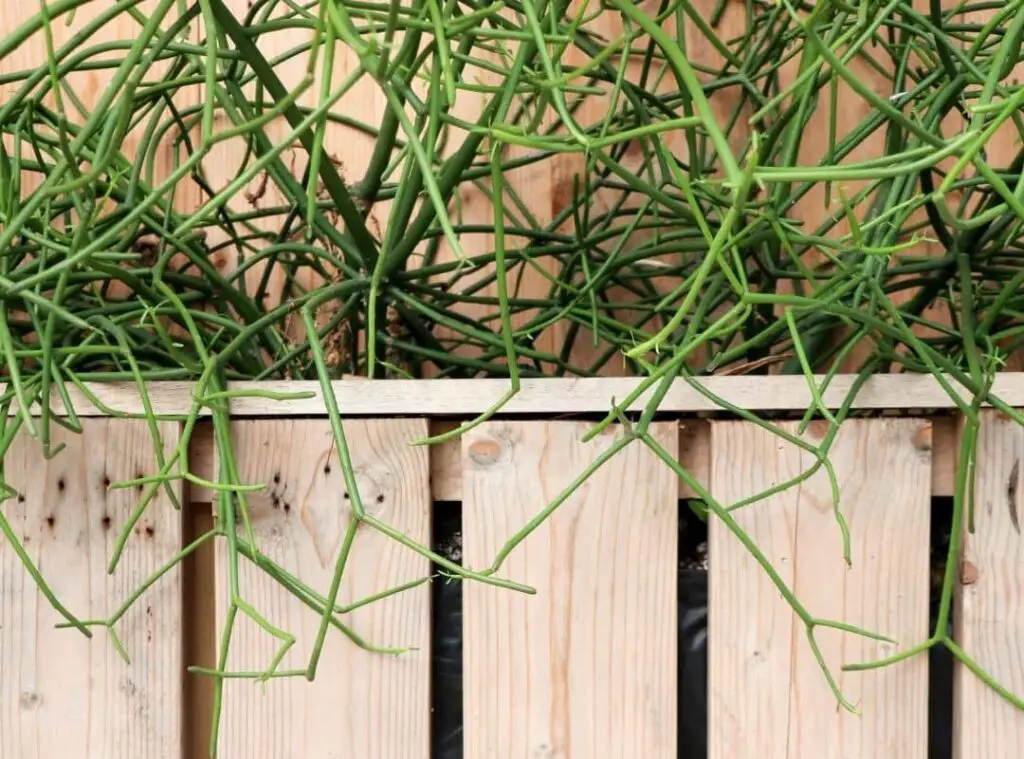 Pencil Cactus purify air