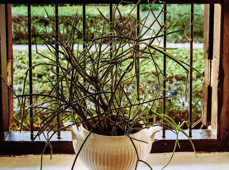 Is Pencil Cactus Toxic? 10 Interesting Facts About Toxic Pencil