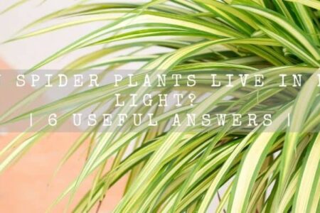 Can Spider plants live in low light? | 6 Useful Answers