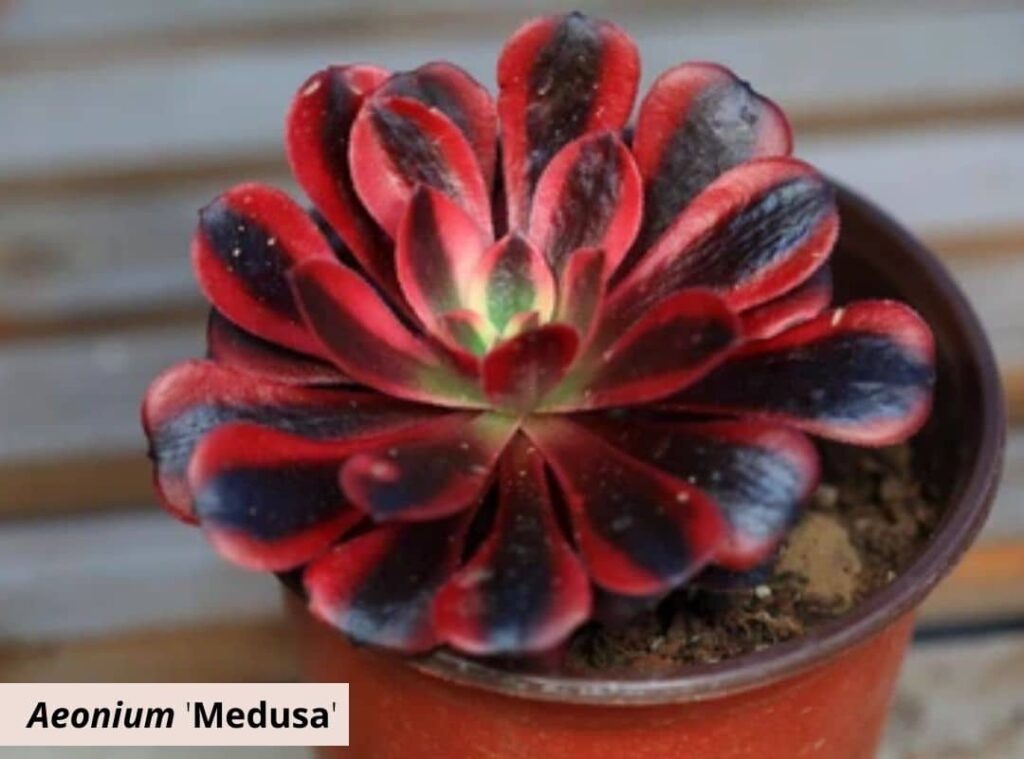 Aeonium Medusa 1