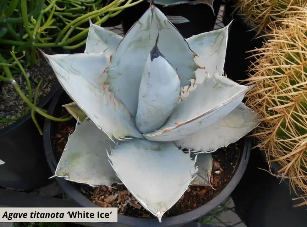 Agave titanota ‘White Ice 1