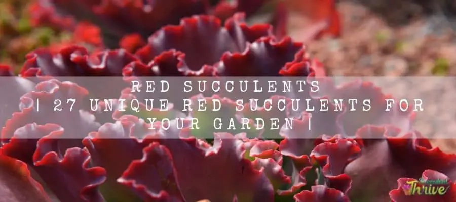 red succulents