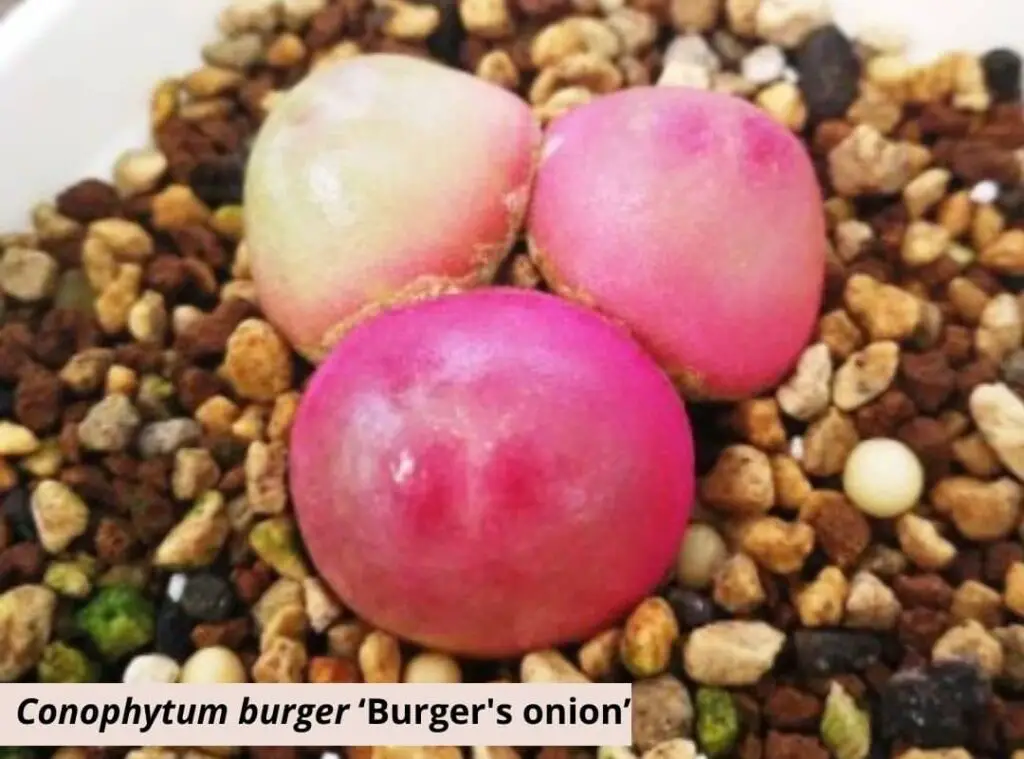 Conophytum burger ‘Burgers onion 1
