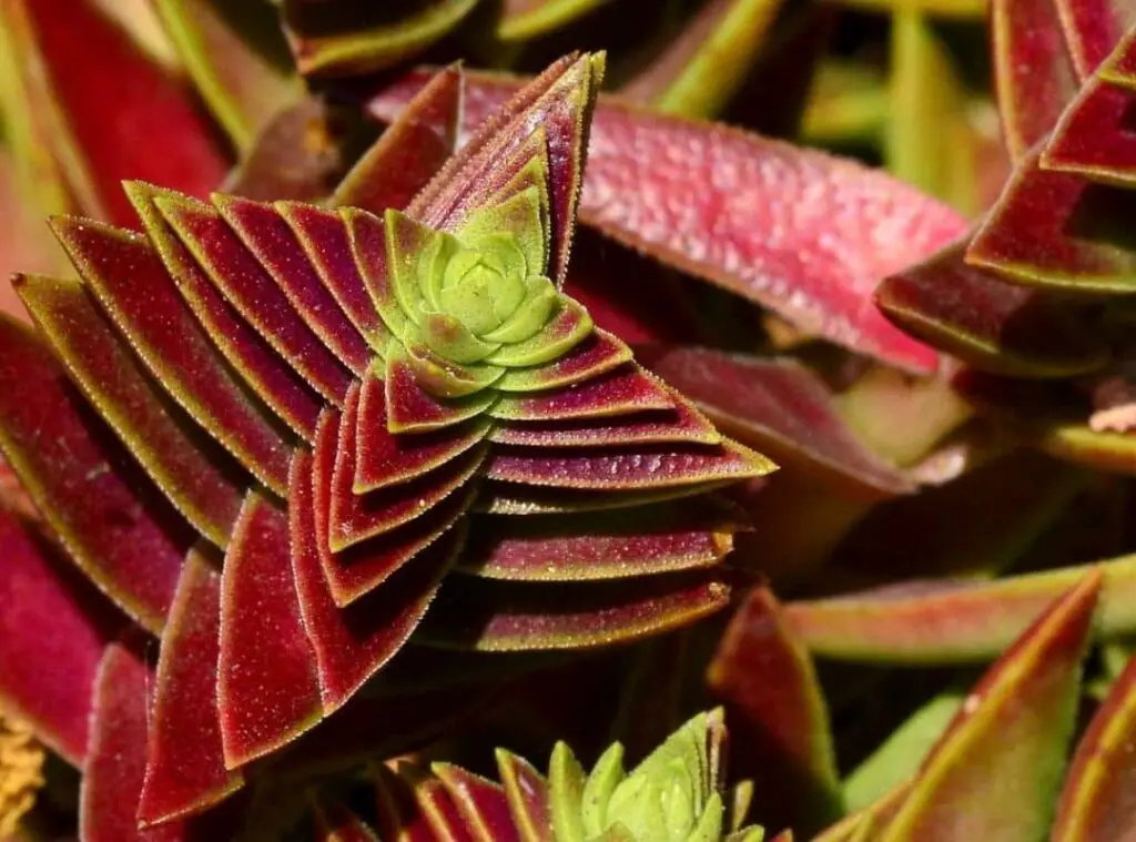 Crassula Capitella