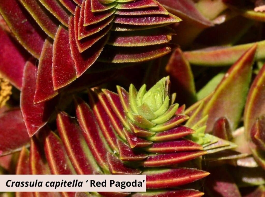 Crassula capitella ‘Red Pagoda 1