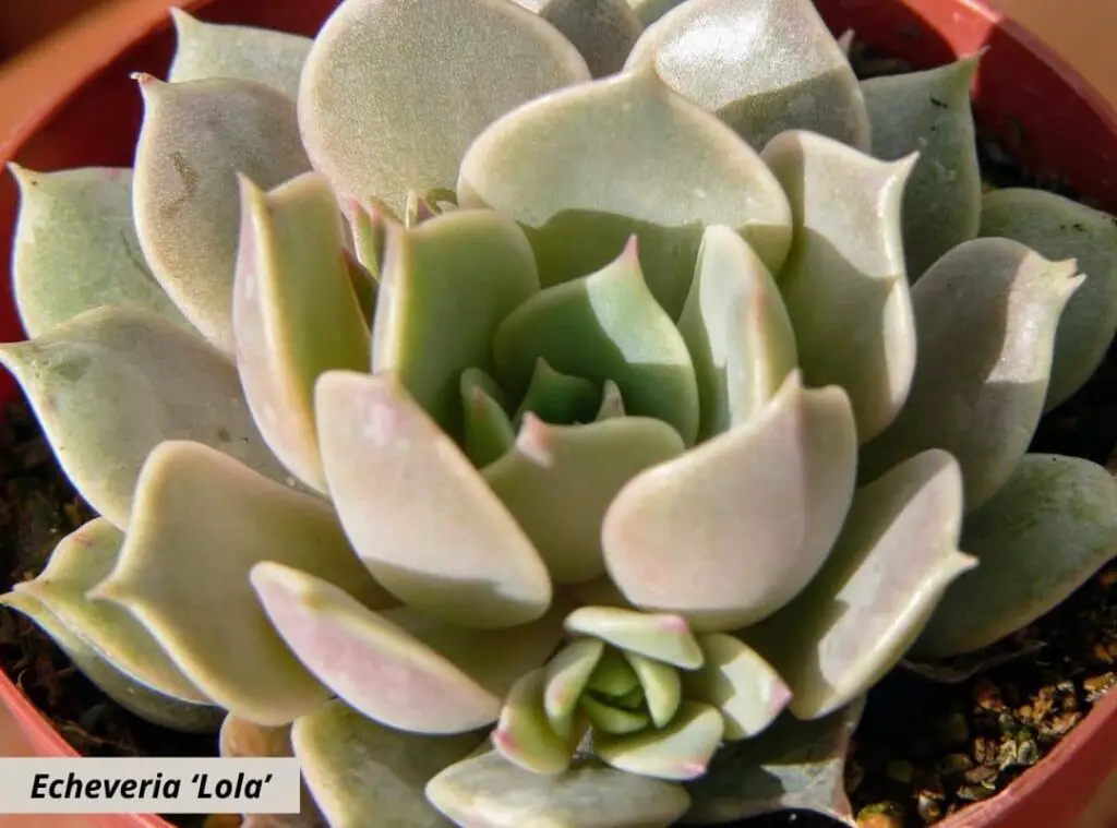 Echeveria ‘Lola 1